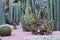 A row of spiky cacti plants adding texture to a xeriscape garden.