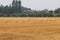 Row of storks in dutch fields, Brummen