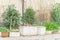 Row of styrofoam boxes, pots with vegetable growing on trellis at container garden in Hanoi