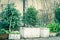 Row of styrofoam boxes, pots with vegetable growing on trellis at container garden in Hanoi