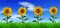 Row of sunflowers on green grass - panorama