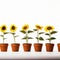 Row Of Sunflowers In Pots: Creative High-key Lighting Design