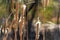 Row of sunlit cat tails aquatic plant found near lakes and rivers in north america that are polinating and breaking