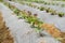 Row of sweet potato grow in organic farm at japan