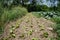 A Row of Swiss Chard on a Farm