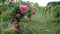 A row of tall bushes with roses - Floribunda