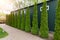 Row of tall evergreen thuja occidentalis trees green hedge fence along path at countryside cottage backyard. Landscaping