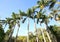 Row of tall Florida Royal Palm trees
