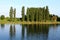 Row of tall mighty trees next to river on warm sunny day