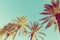 Row of tall palm trees on turquoise sky background. 60s Vintage style toned with copy space. Tropical theme. Seaside ocean beach