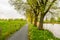 Row of tall trees with budding fresh young green leaves