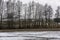 A row of tall trees towering on the shore of a frozen pond