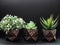 Row of three brown wood pattern painted geometric concrete planters with flower plants. Painted concrete pots for home decoration