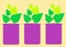 A row of three identical magenta violet purple pot potter holders with green leaf plants light yellow beige backdrop