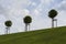 Row of three manicured Tilia trees in line on a green grass lawn hill of the Garden of Venus with a blue sky and white grey clouds