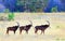 A row of three sable antelopes walking across the african savannah in Hwange National Park, Zimbabwe