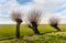 Row of three willow trees next to a small ditch