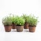 Row Of Thyme In Pots: High Resolution Image Of Five Green And Brown Herbs