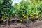 A row of tomato bushes fortified with wooden stakes