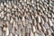 Row of traditional salted fresh fish drying in local market. Fresh food for cooking or sale. Fishery industry. Dead animal