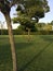 Row of trees with closed parasols on a lawn in a garden bordered by a hedge at sunset