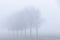 A row of trees covered by a thick layer of mist in winter season in the rolling hills of the Netherlands