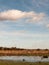 row of trees edge of farm field grass plain horizon blue sky wit