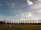 row of trees edge of farm field grass plain horizon blue sky wit