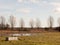 row of trees edge of farm field grass plain horizon blue sky wit