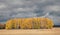 A row of trees at the edge of a field in the autumn.