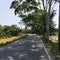 A row of Trees fantastic place in Bangladesh