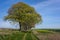 Row of Trees on Farm Track