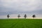 Row of trees on farmland in Fairy tale hill, Hokkaido, Japan, view during cloudy summer evening.