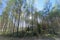 A row of trees in front of a field. Bright Sun in the frame. Glare