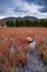 A row of trees grows next to a lake with beautiful red grass