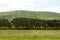 A row of trees in the Irish countryside