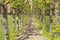 A row of trees, knebworth, england