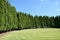 Row of trees lining grass park