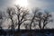 Row of trees with mountains in the distance in winter in Montana