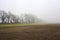Row of trees next to a cultivated field on a foggy day in the italian countryside in winter