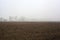 Row of trees next to a cultivated field on a foggy day in the italian countryside in winter