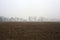 Row of trees next to a cultivated field on a foggy day in the italian countryside in winter