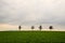 Row of trees on potato farmland in Fairy tale hill, Hokkaido, Japan.