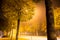 Row of trees and streetlights on a foggy suburban street