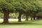 Row of trees in an urban park in London, UK