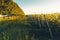 Row Of Trees And Vineyards Along The Road, Picturesque Rural Landscape