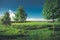 Row Of Trees And Vineyards Along The Road, Picturesque Rural Landscape