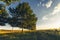 Row Of Trees And Vineyards Along The Road, Picturesque Rural Landscape