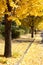 Row of trees with yellow leaves ginkgo