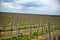 Row of trellised vines in an agricultural vineyard